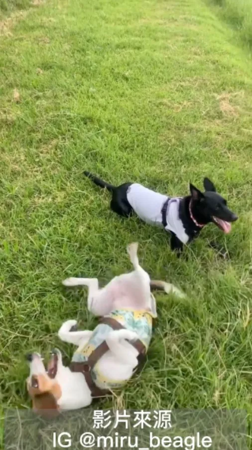 最後來個精彩而有力小翻滾  2隻喘噓噓的，Yes！放電成功。IG @miru_beagle 提供