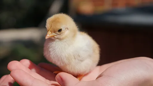 買嘸藥竟用「童子尿退燒」 中國媽媽:早上第一泡3小時見效