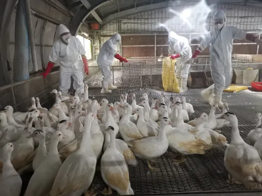 再增2鴨場檢出H5N1禽流感 農委會:不影響薑母鴨供應