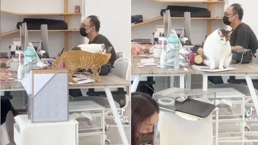 別去惹沒吃飽的貓!飢餓巴掌擂臺開始 辦公桌也掃颱風尾