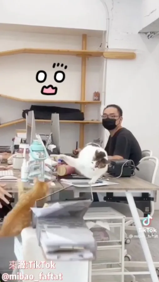 《傻眼貓咪》啊啊啊啊啊～咪寶，你就為了『沒吃飽』丁點小事爆氣？一拳把阿橘擊落山崖。TikTok@mibao_faftat 提供