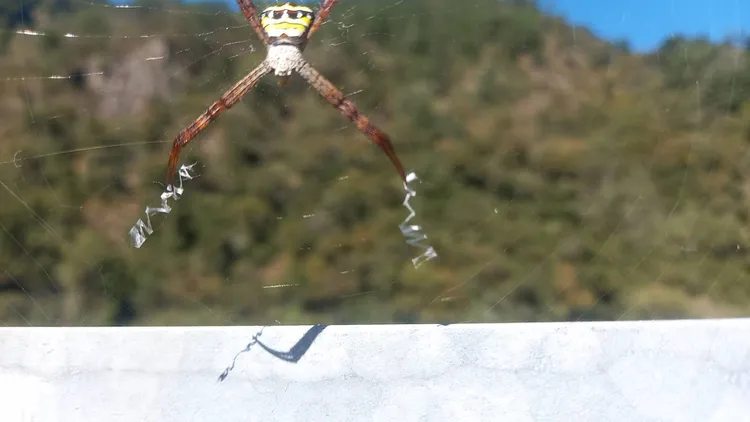 專家解讀是為了吸引獵物進入陷阱。李陳信得攝