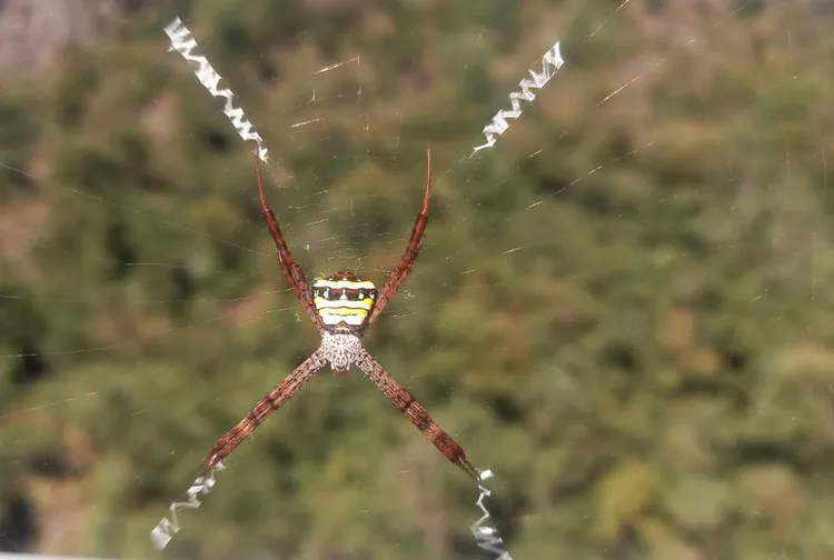 中型金蛛在護欄邊築網，編織出類似英文字母的符號。李陳信得攝