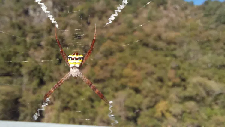 中型金蛛有張詭異的臉，還像似戴了太陽眼鏡。李陳信得攝