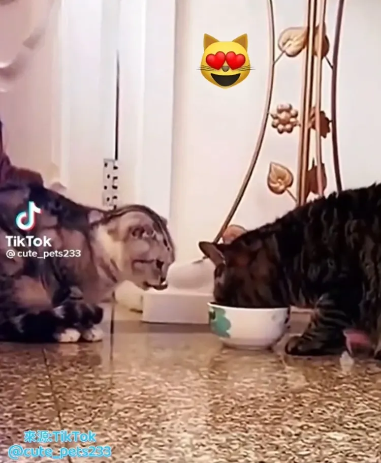 雖然偶舌頭都出來了，偶還是等...你一口偶一口感情不會散。TikTok：@cute_pets233 提供