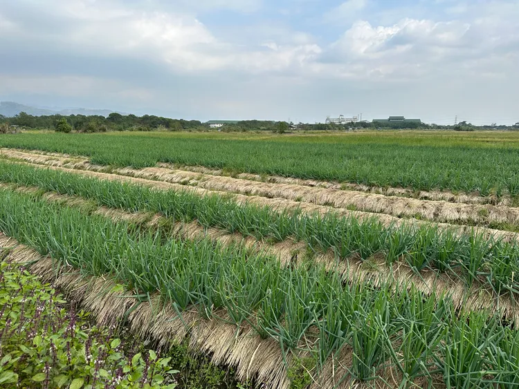 林東海栽種三星蔥已逾21年。林泊志攝