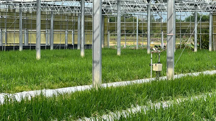 溫室內更分成多畦，培育三星蔥耐旱品種外，更進行資材實驗，找出能夠保溫、降溫及保濕的資材，未來將推廣給農民使用，他也架設微型氣象站，蒐集當地天氣資料。林泊志攝