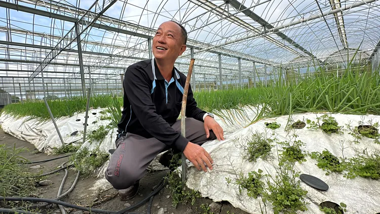 林東海在溫室內鋪設多種資材，試圖找出能夠降溫、保溫及保濕的資材，讓農民在極端氣候下，栽種三星蔥能更加順利。林泊志攝
