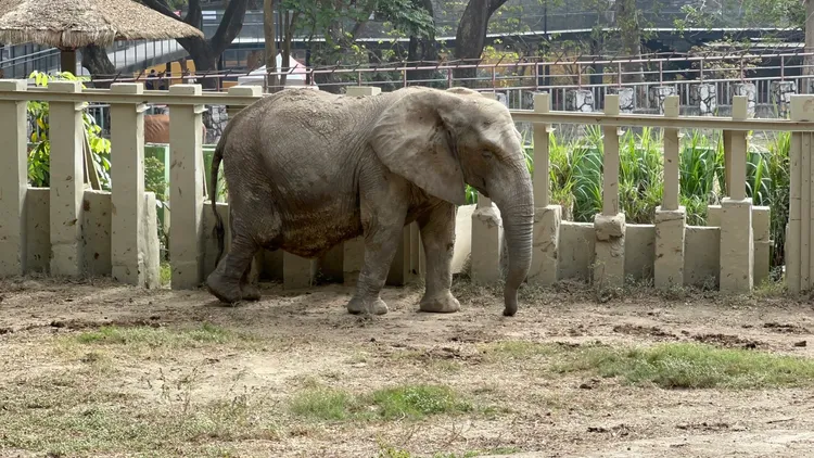 大小朋友都愛看的大象。侯昌騰攝