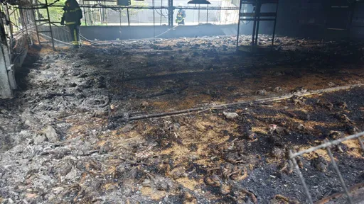 來不及長大!苗栗西湖養雞場火警 500隻小雞變「烤」雞