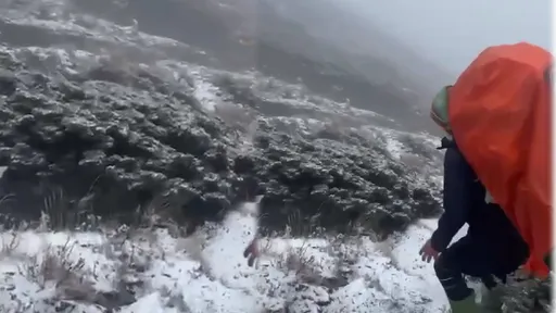 雪山初雪「積5公分高」 絕美影片!翠綠山林秒變銀白世界