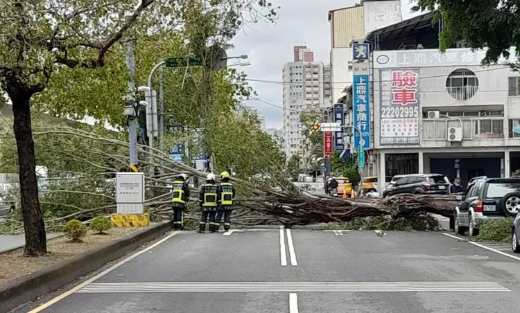 大榕樹倒下後占據整個路面。讀者提供