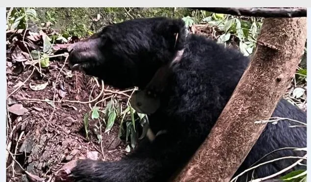 該隻台灣黑熊為東卯山3度中陷阱、編號568黑熊。資料照