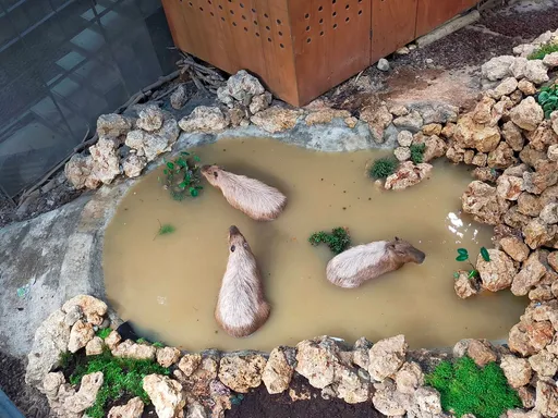 水豚君也懂冬日泡湯趣 下水後萌翻!網友:像極這款湯