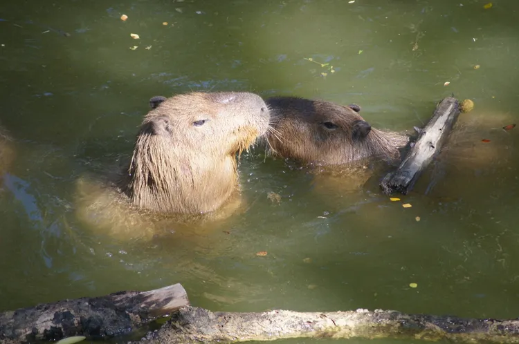 水豚喜歡戲水。凃建豐攝