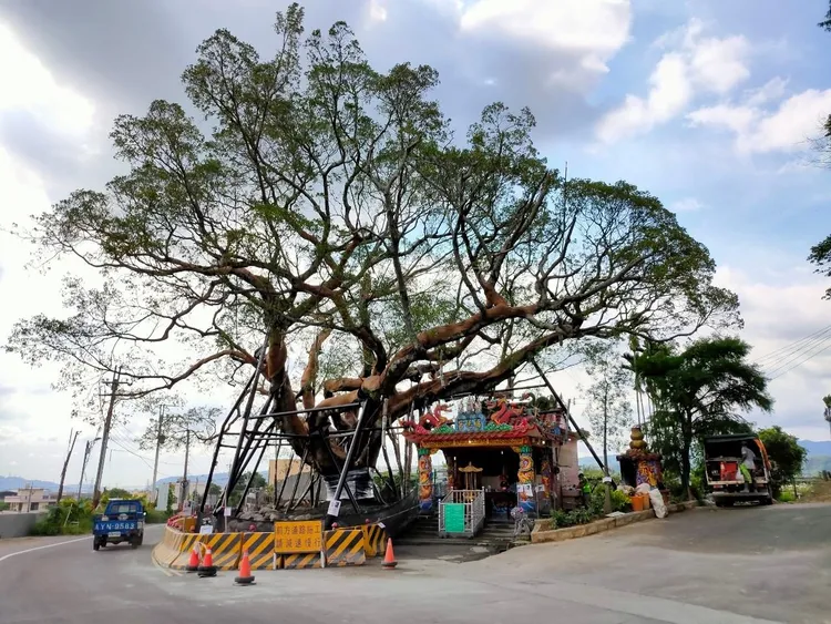 因為治療過程切除樹木染病部位，保留健康的上半部，老樹看起來就像浮在半空中，因此有了「飄浮在空中的樹」美名，也成為了卓蘭的另類景點。縣政府提供