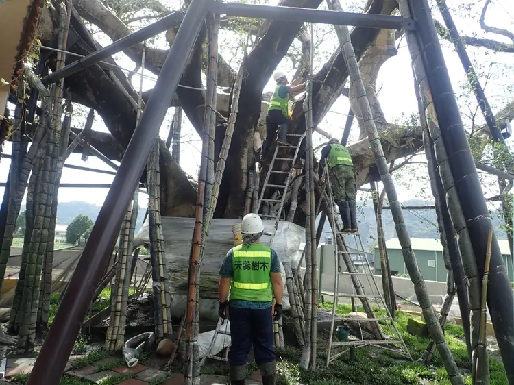 樹木外科手術切除染病部位，清除病土、病根株等專業程序，每一步驟都必須謹慎注意。縣政府提供