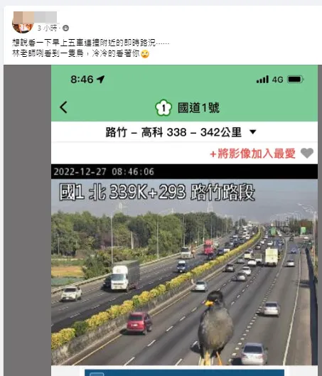 黃姓網友貼文表示，想說看一下早上五車連撞附近的即時路況，林老師咧看到一隻鳥，冷冷的看著你。翻攝自爆廢公社二館