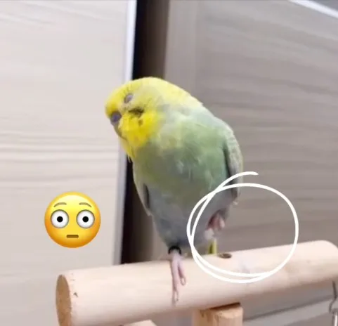 鸚鵡處在舒適及安全的環境，睡覺時會將一隻腳縮起至腹部，並將頭部藏在背後的羽毛內。FB粉專：《變裝虎皮王-小藍》 提供