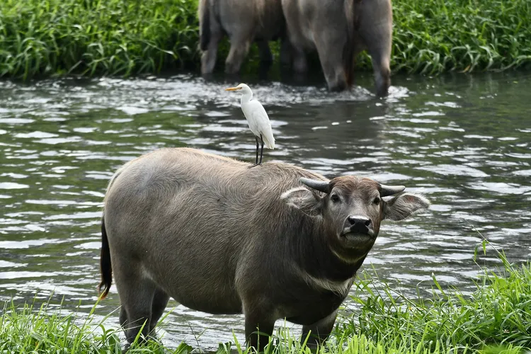 台東太平濕地。台東縣府提供
