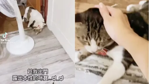 主人嚇歪!目擊小貓被大貓緊咬不放 粉絲頻喊「好心疼」