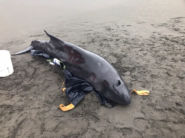 侏儒抹香鯨擱淺蘇澳無尾港，因傷勢嚴重，經醫療評估，最終採取人道處置。縣府提供