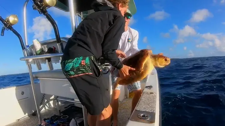 薩維斯和友人開船將海龜帶離虎鯊後，才將海龜放入大海。翻攝自薩維斯TikTok