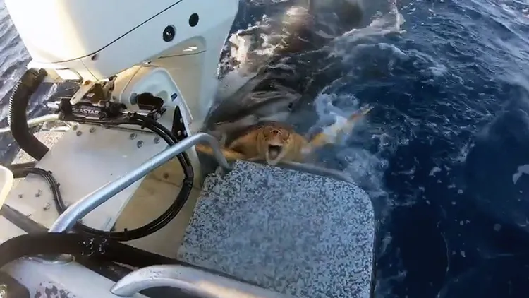 海龜攀附船隻，像是在向人類求救。翻攝自薩維斯TikTok