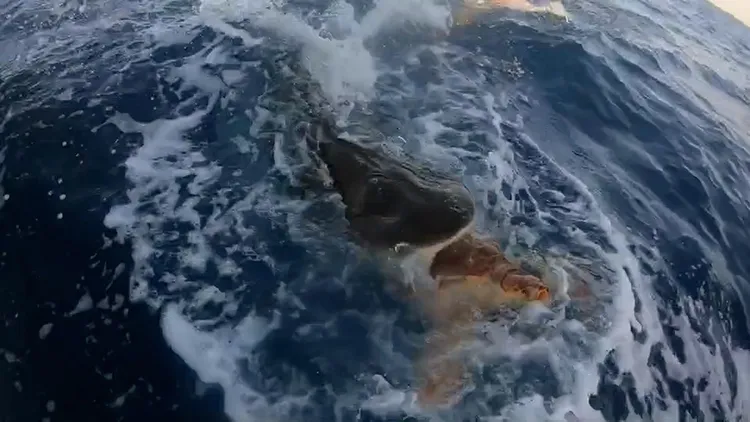 虎鯊獵捕海龜的過程，被薩維斯和友人拍下後在網路分享。翻攝自薩維斯TikTok