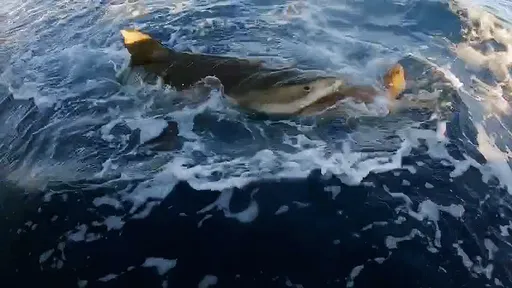 影片|虎鯊追獵飽餐在望 海龜奇招「向人類求救」驚險躲過海面大逃殺