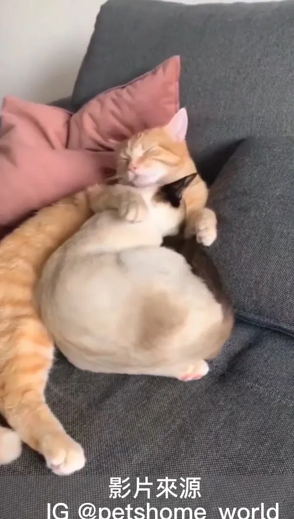 相擁的感覺真好。 IG @petshome_world 提供