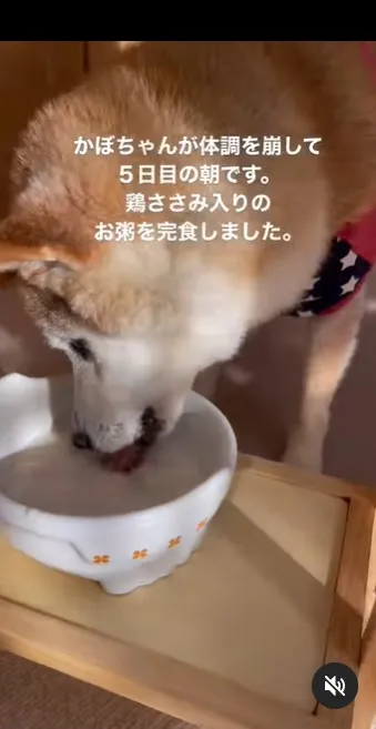 飼主佐藤敦子發表好消息，稱Kabosu的病情大有好轉，可以吃完一碗雞肉粥。翻攝IG@kabosumama