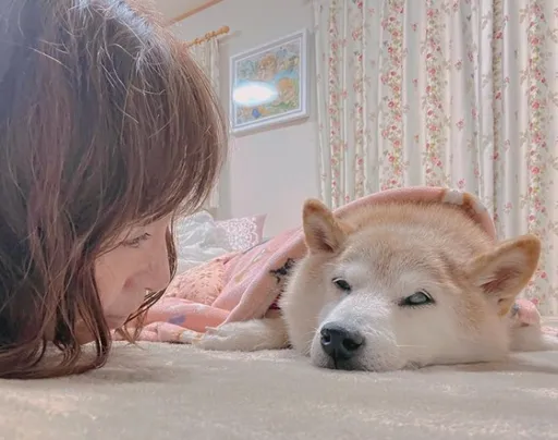 網友留言集氣奏效　迷因圖本尊日本柴犬奇蹟式好轉