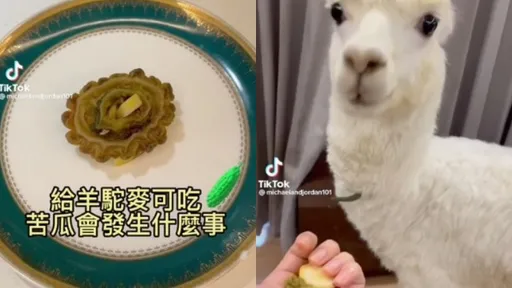 「麥可」駝生首次吃苦瓜　入口反應讓你意想不到