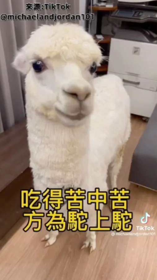 阿嬤從小就灌輸我要『吃苦當作吃補』的觀念，也造就了我成為《駝上駝》。TikTok@michaelandjordan101 提供