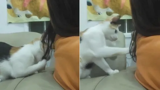 鏟屎官的毛太雜亂　喵皇看不順眼動手了