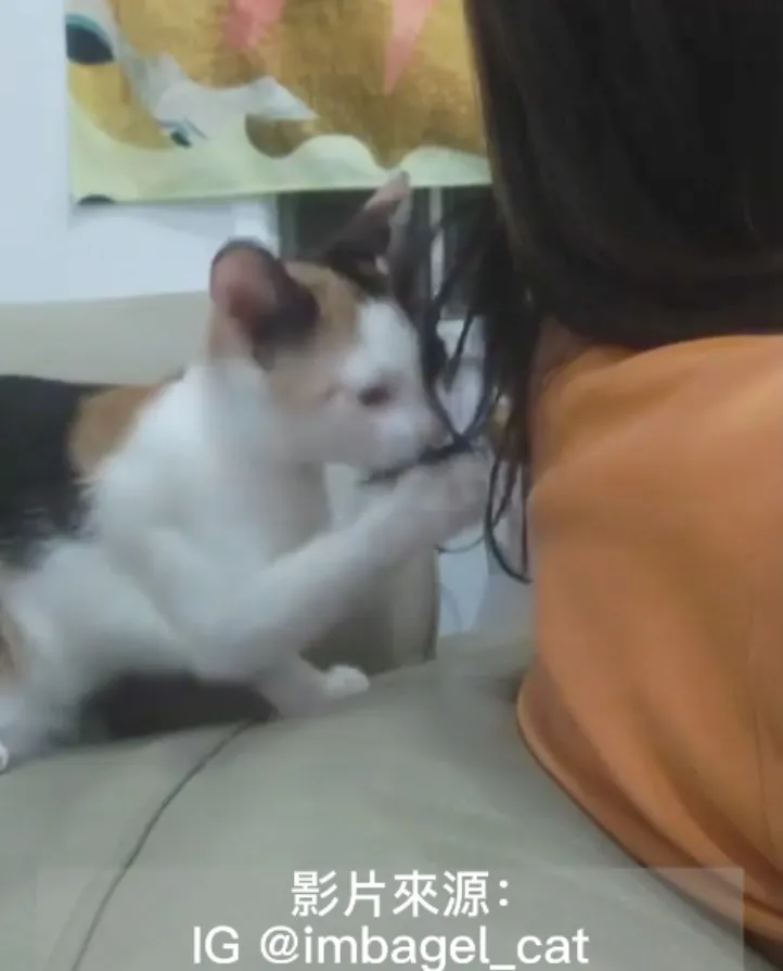 鏟屎官們要盡量避免這行為唷，人類頭髮很難消化，貓咪若吃進肚子裡恐怕會造成健康問題。IG @imbagel_cat 提供