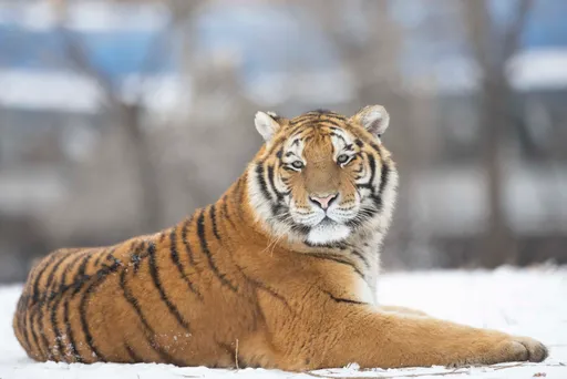 虎王效應 美國新法禁止私人飼養大型貓科動物