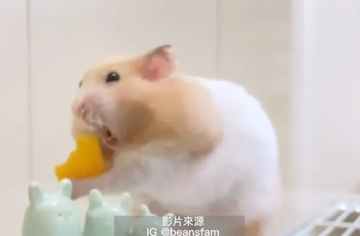 Sir！請問需要來杯Latte？又沒有人會跟你搶那片餅乾，一口口猛塞，好替你擔心去噎到！。IG @beansfam 提供