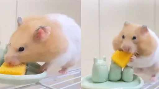 吃貨倉鼠狂塞！「嘴邊肉」掉出畫面太萌　網狂按重播：笑點滿滿