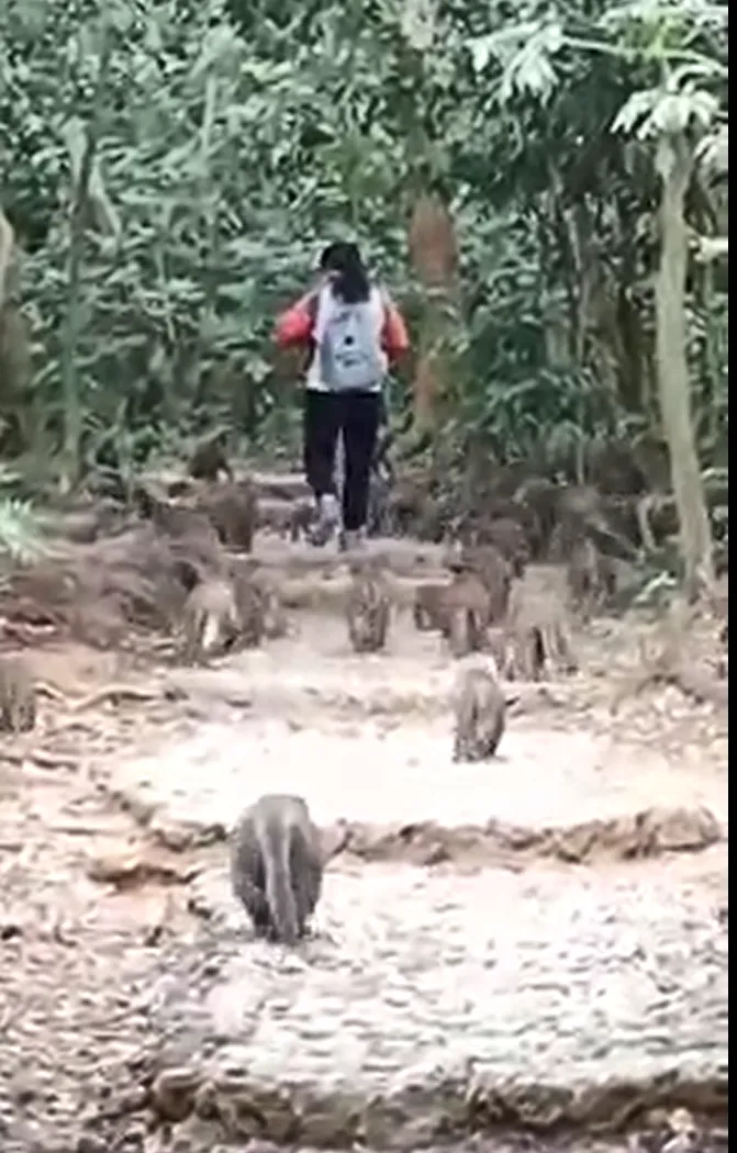 女遊客在壽山登山步道行走，身後跟著一大群獼猴。翻攝自臉書社團高雄柴山樂交遊交流