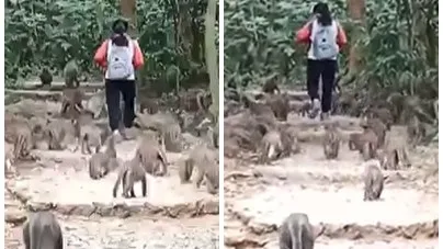 壽山猴群跟著登山客爬山　官員也沒見過此陣仗！她竟超淡定