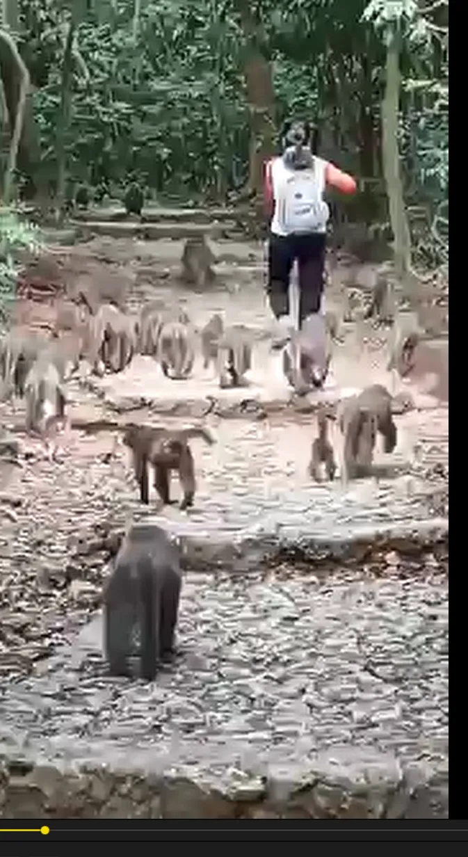 女遊客在壽山登山步道行走，身後跟著一大群獼猴。翻攝自臉書社團高雄柴山樂交遊交流