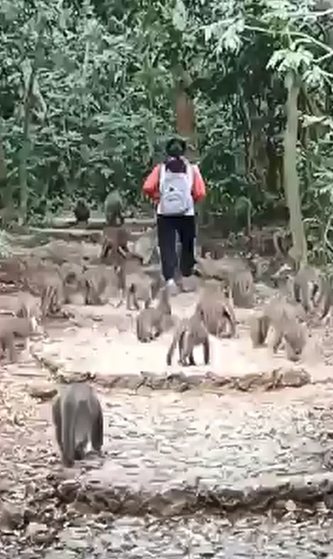 女遊客在壽山登山步道行走，身後跟著一大群獼猴。翻攝自臉書社團高雄柴山樂交遊交流