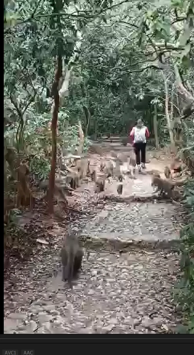 女遊客在壽山登山步道行走，身後跟著一大群獼猴。翻攝自臉書社團高雄柴山樂交遊交流