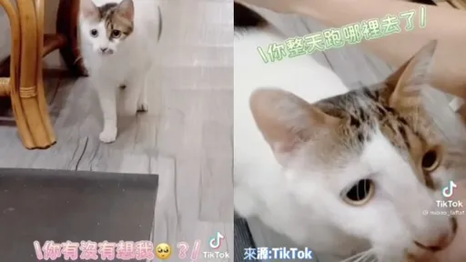 想我嗎?貓奴回家主子好冷淡 向網討拍反被虧:因為沒拿食物吧