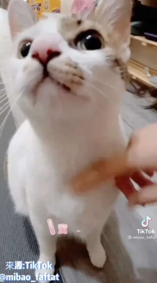 咪寶確認過主人身上沒有其他貓的氣味後才願意讓主人盡情摸摸！疑心病很重餒～。TikTok@mibao_faftat 提供