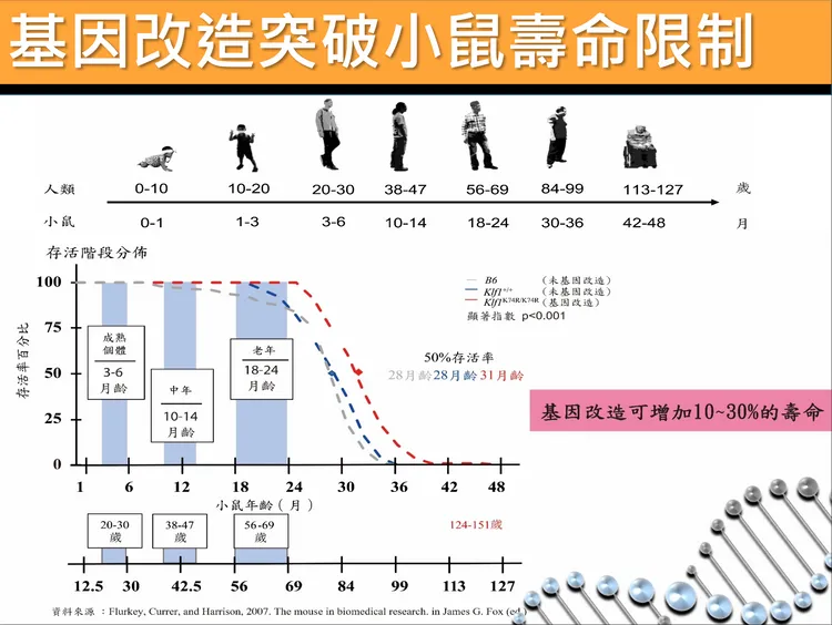 基因改造小鼠的免疫細胞輸入血液後，可治療癌症、延長壽命。長庚醫院提供