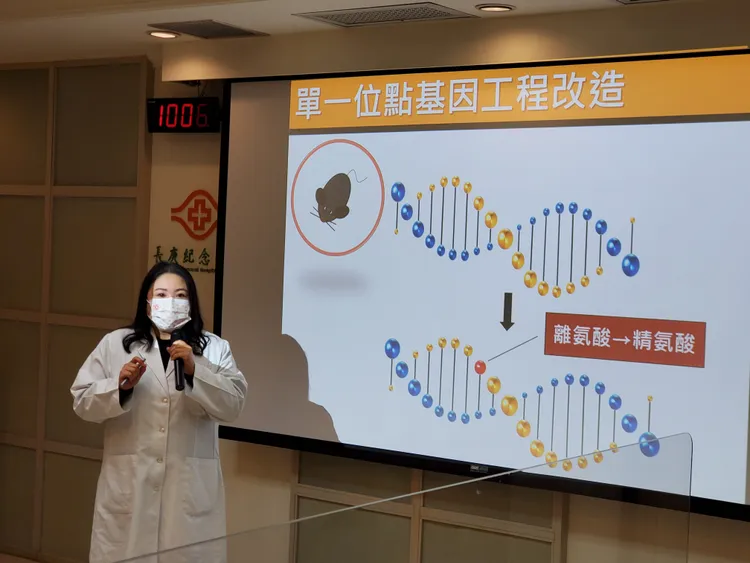 小鼠健康長壽實驗緣起於貧血研究。長庚醫院提供