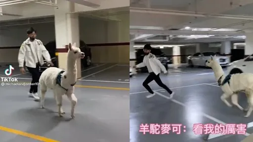 一秒惹怒麥可！萌獸羊駝變身哥吉拉　他奔逃驚喊求饒